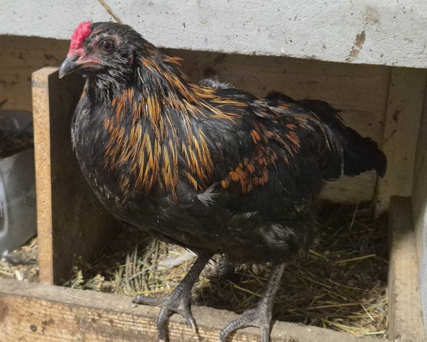 Молоді півні амераукани лєгорн-далматинець різнобарвні кольорові яйця