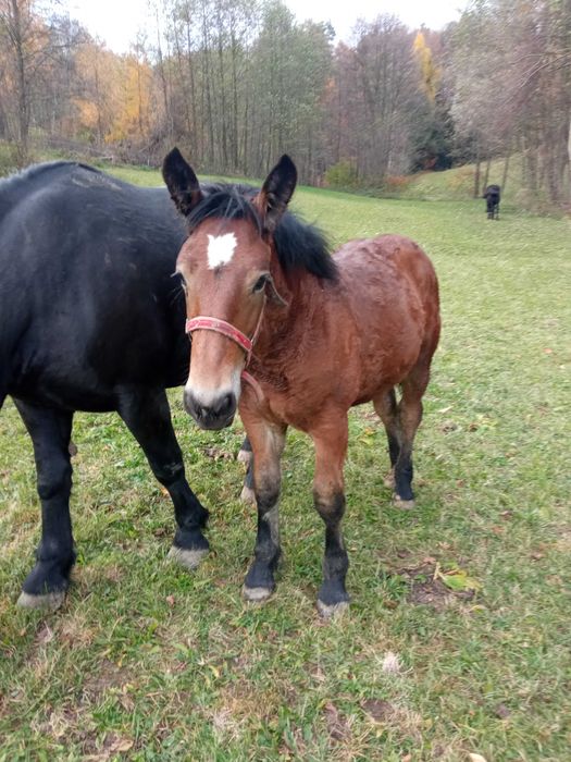 Sprzedam 2 źrebaki rasy PKZ