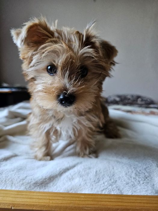 Yorkshire terrier
