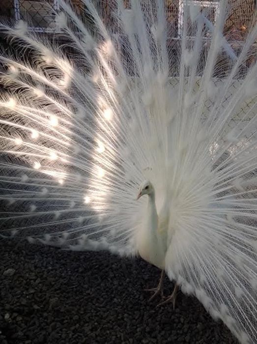 Casais ou machos adultos ,,Ler texto