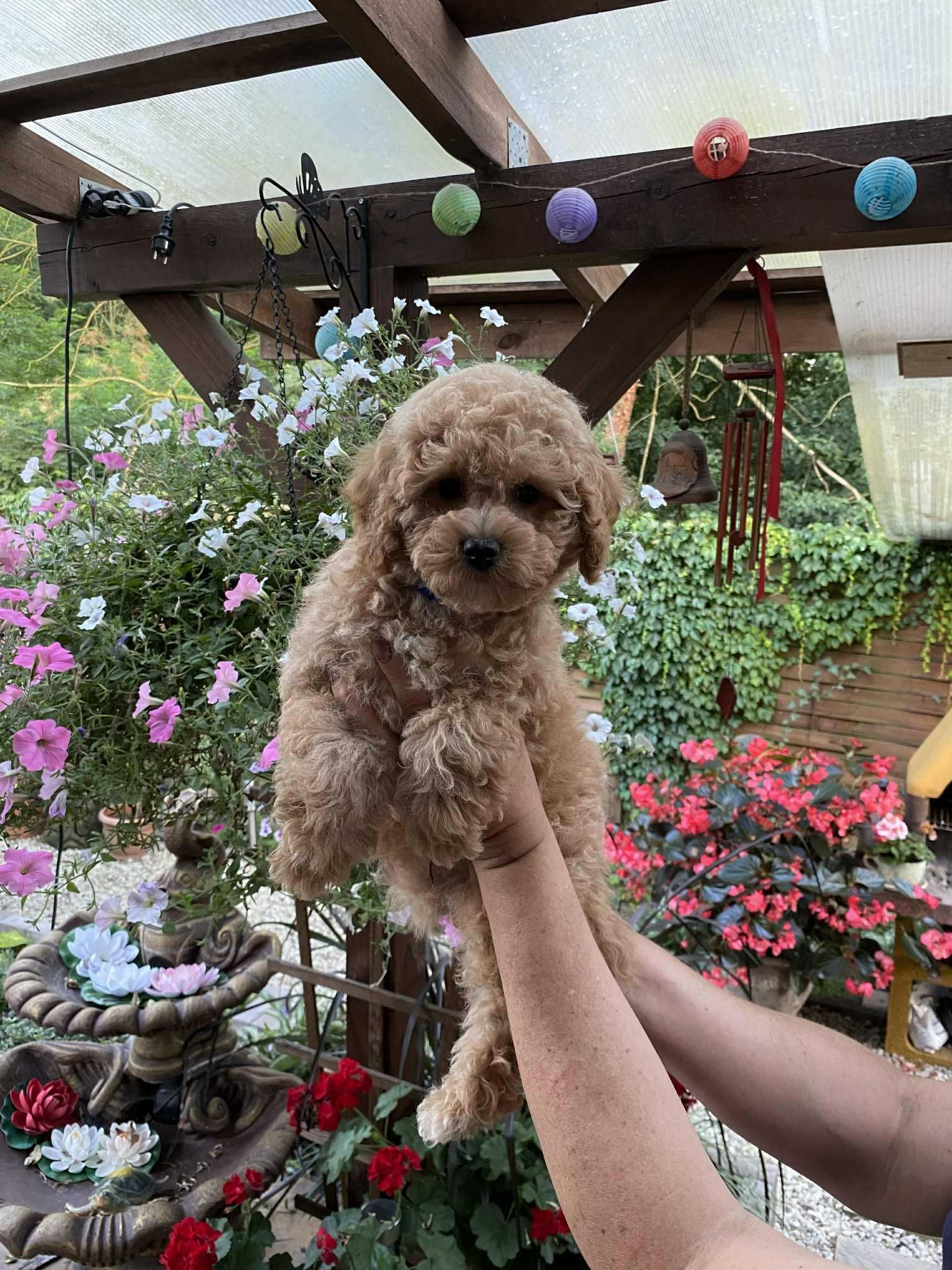Bichpoo , Pudel / Bichon Frise , nie maltipoo,
