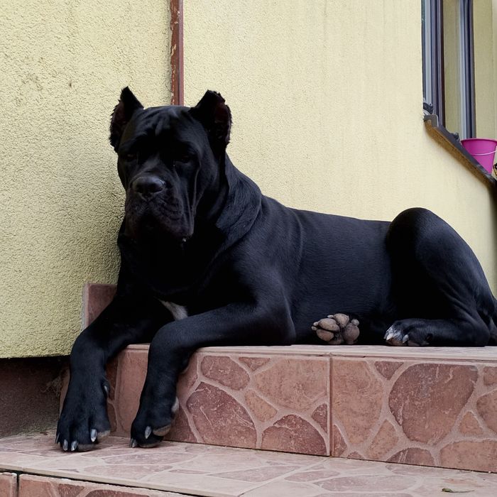 Cane Corso sunia błękitna