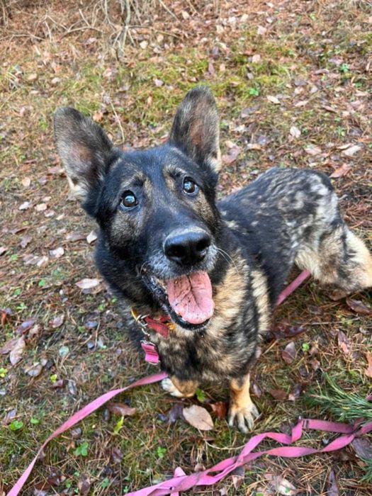 WOJTUŚ - młody, pozytywny psiak w typie owczarka szuka domu !!