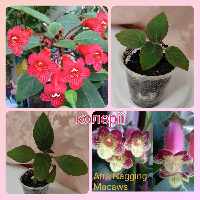 Тидеи 2 сорта; калла белая спатифиллум; кливия; молочай Миля глоксиния