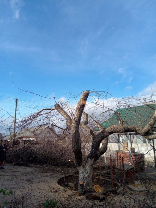 Обрізка плодових дерев, виноградних кущів і т.п.