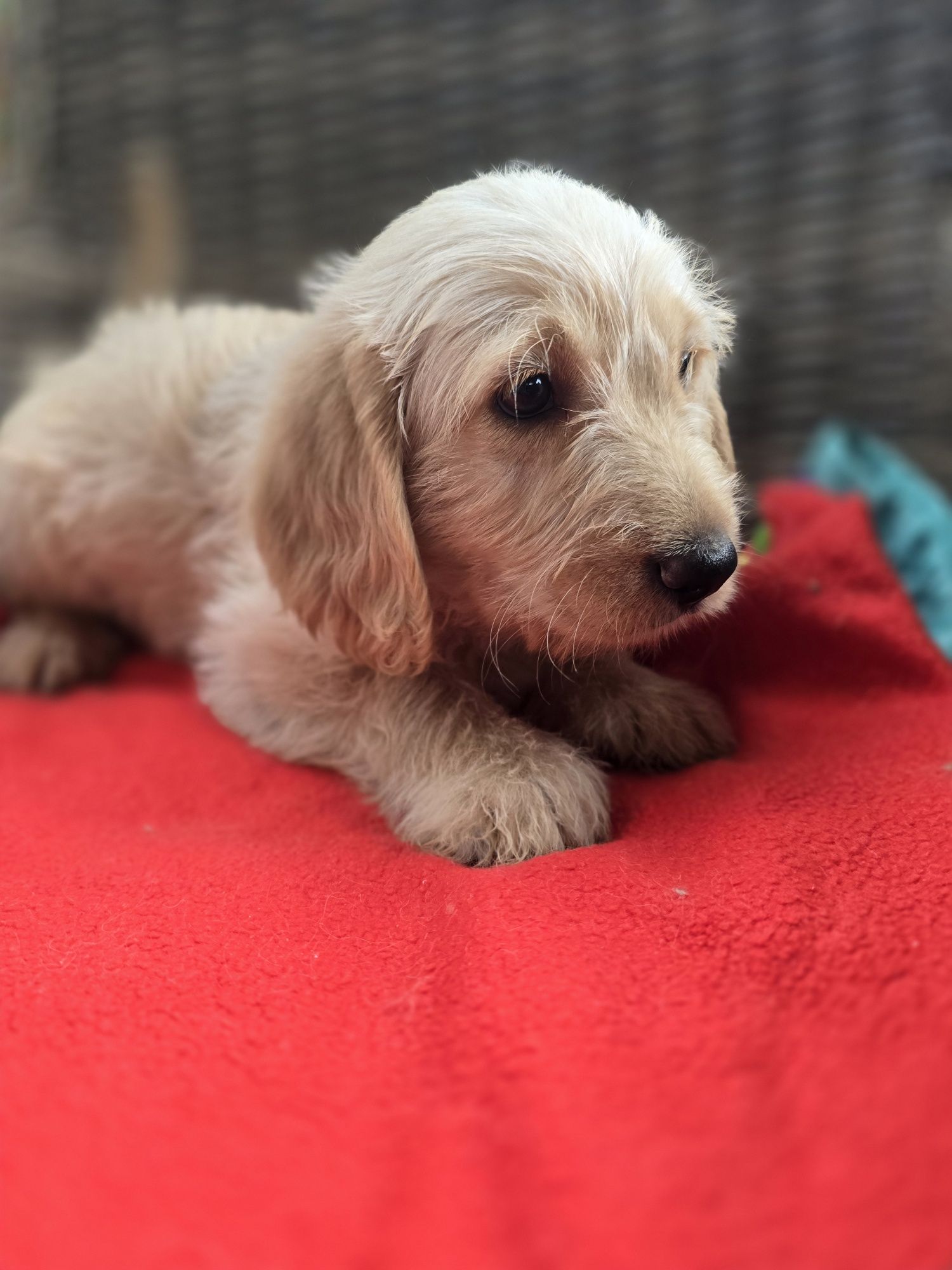 Labradoodle f1 samiec chłopczyk doodle