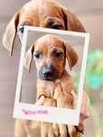 Standardowa Suczka Rhodesian Ridgeback/ ZKwP FCI/Badania /champion