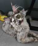 Koteczka Maine coon czarna szylkretka
