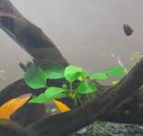 Anubias do akwarium