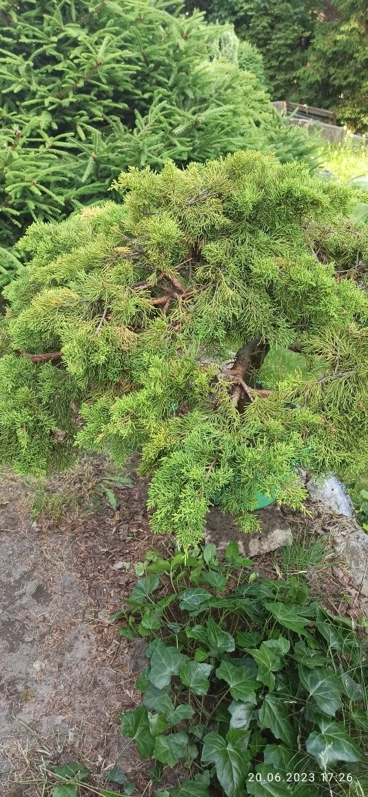 Bonsai duży  jałowiec prebonsai