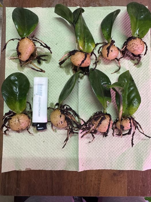 Заміокулькус зензі/Zenzi  дітки вкорінені з бульбами