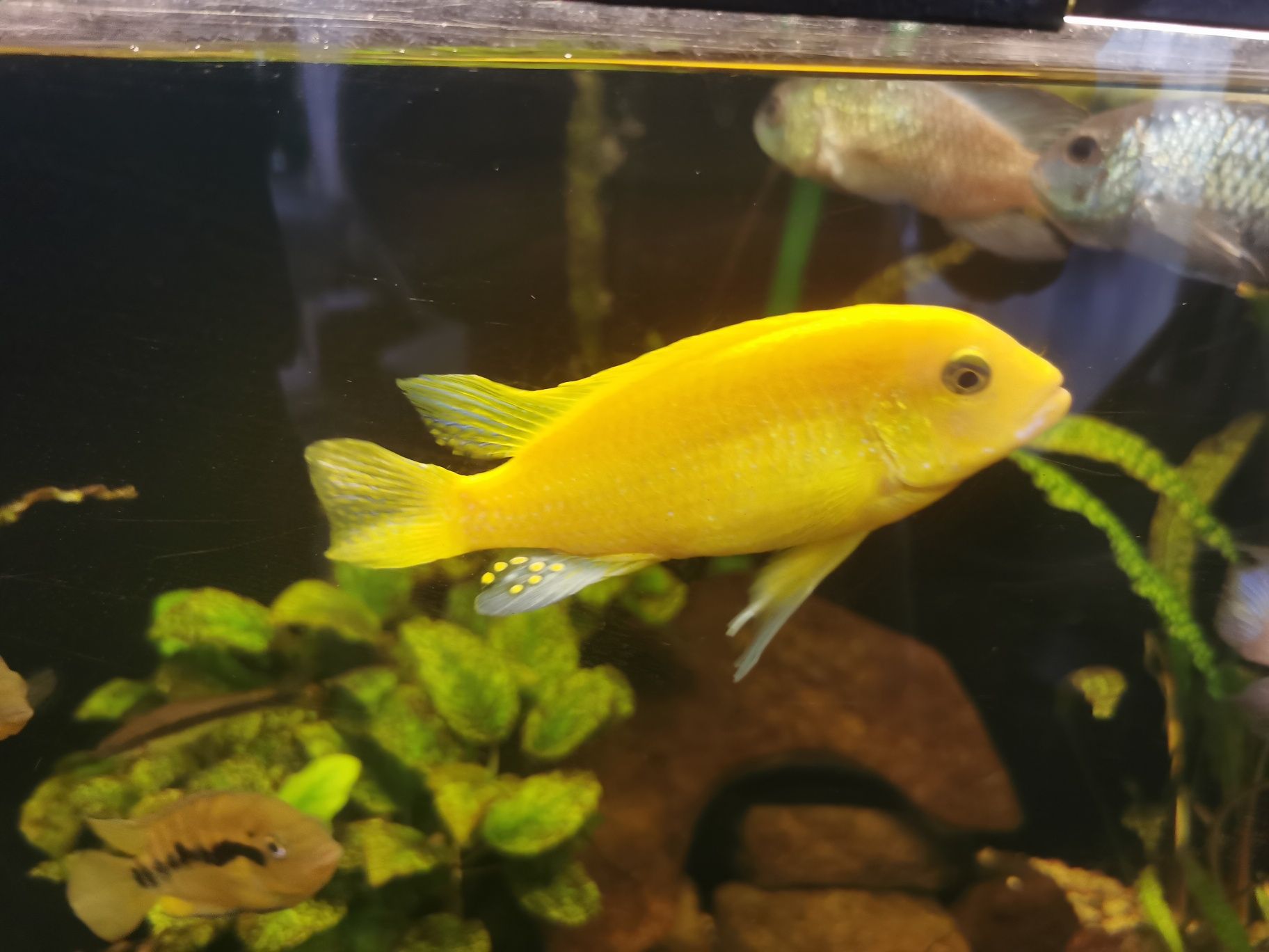 Pyszczak żółty, yellow, cytrynowy