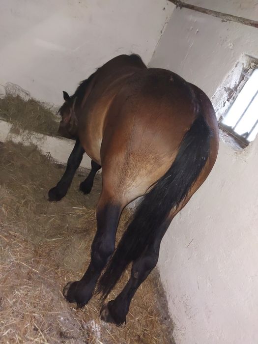 Konie zimnokrwiste typ sztum