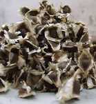 50 sementes moringa oleifera