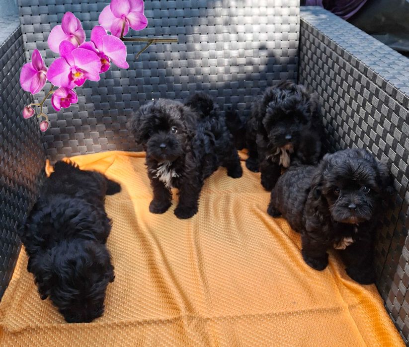 мініатюрні цуценята Мальтипу baby face очікують в Києві