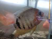 Pielęgnica Severum