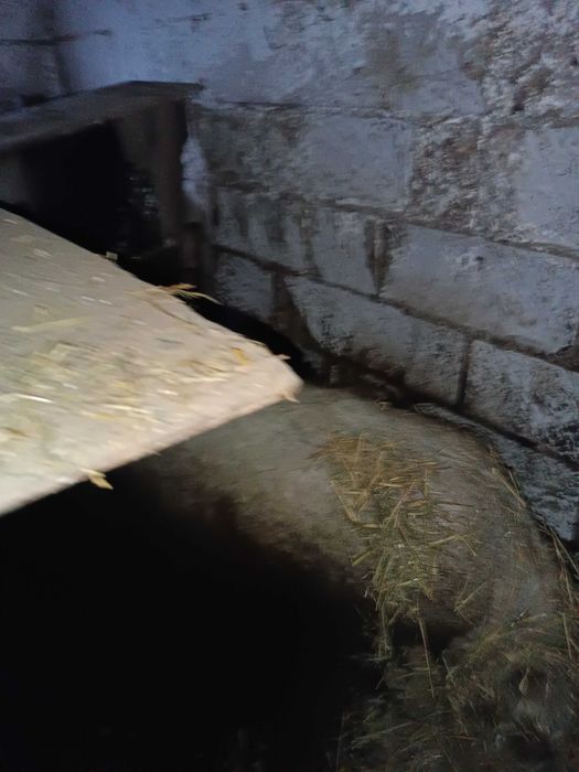 Sprzedam prosięta Mangalica Węgierska