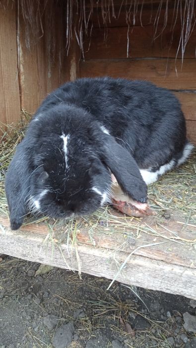 Продам кроля Французького барана