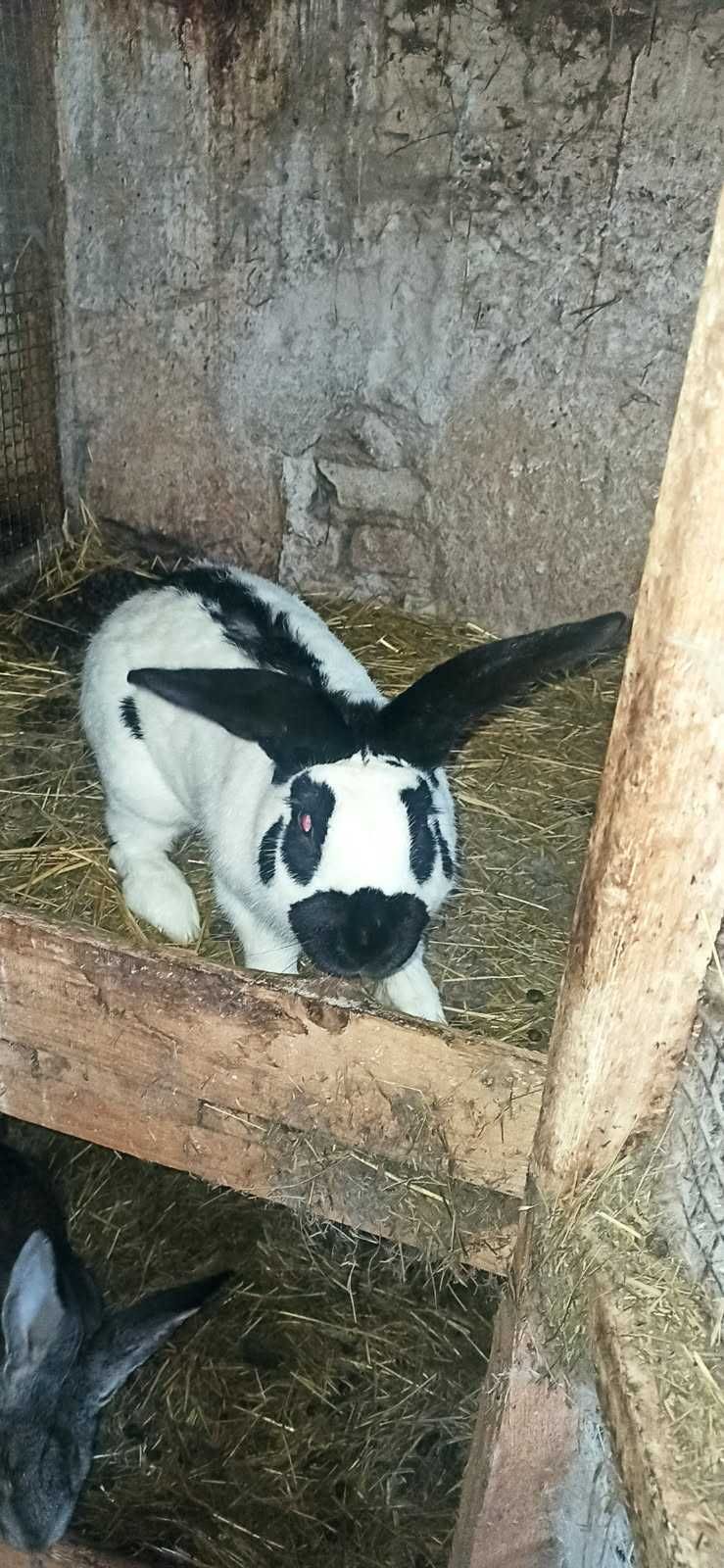 Srokacze Niemieckie samce