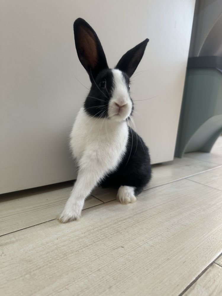 Coelhos anōes c/ 2 Meses (2 Meninos 1 Menina)