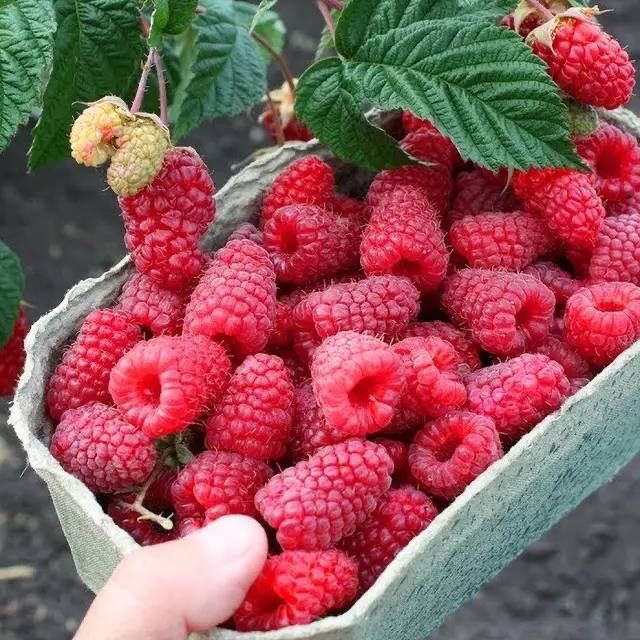 Продам малину Енросадіру