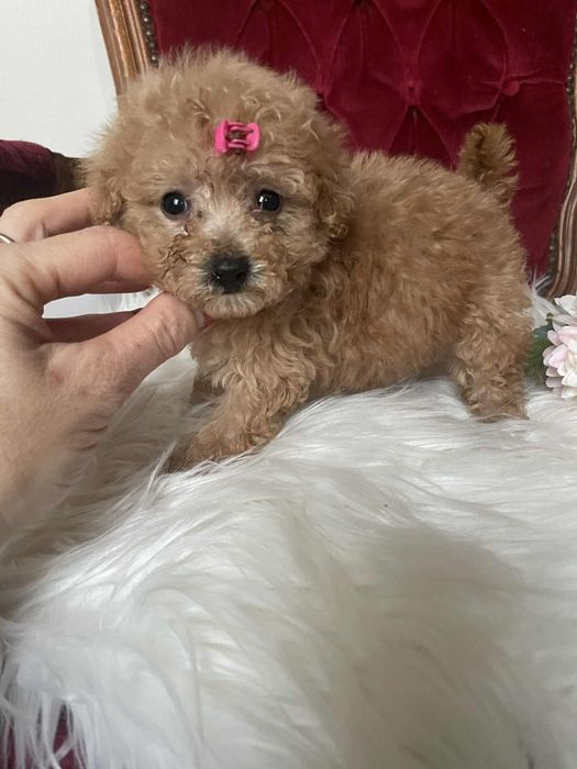 Wyjątkowa suczka Tori  pudel toy aprikot krótka kufa