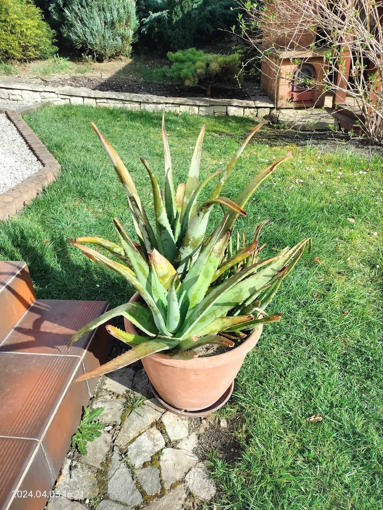 Aloes zwyczajny Duży