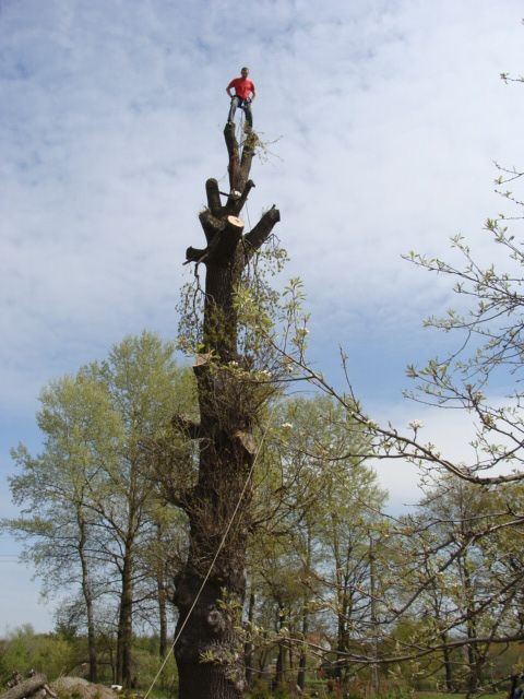 !! Wycinka drzew, przycinka, mycie elewacji, dachów  !!!