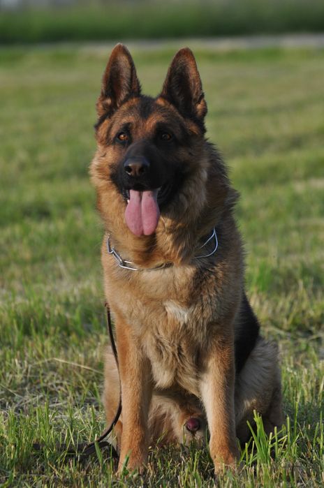 Owczarek  Niemiecki  InterChampion Reproduktor Krycie FCI/ZKWP