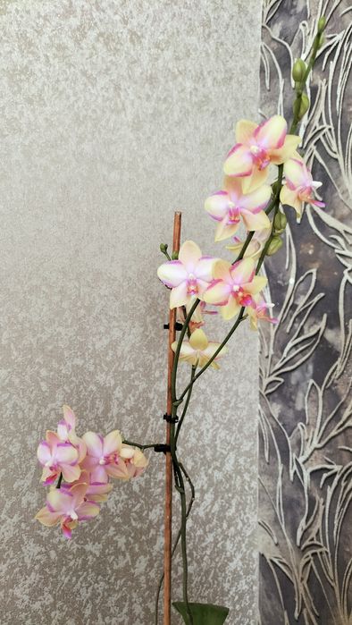 Орхидеи, фикус, жасмин