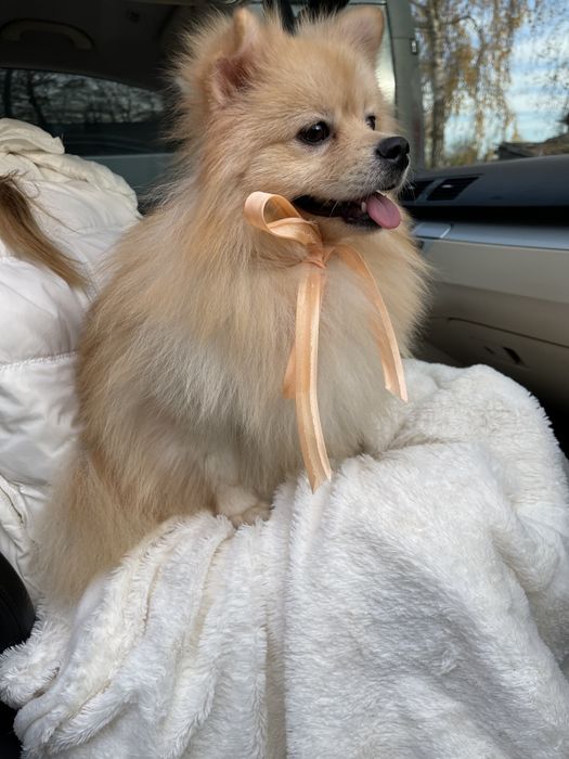 Померанські шпіци — Маленькі щастячка готові до переїзду