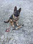 Treino de Cães ao Domicílio/Aulas Grupo/Online