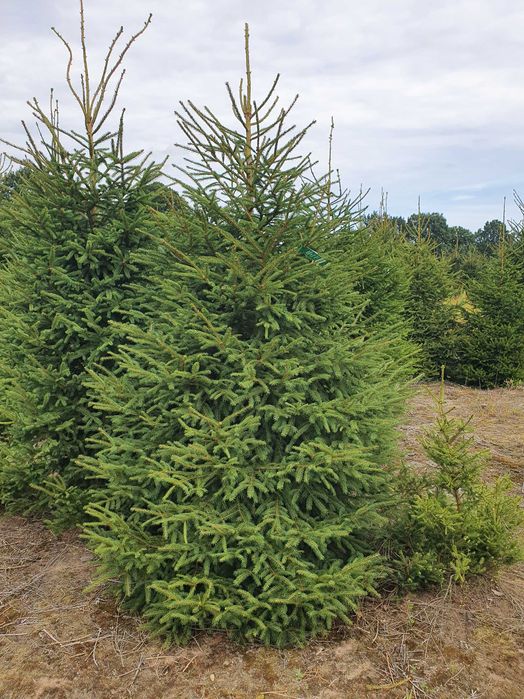 Świerk Pospolity Formowany cięty lub w donicy 80 - 250 cm / JODŁA