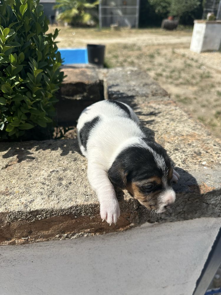 Magnífico menino jack russel