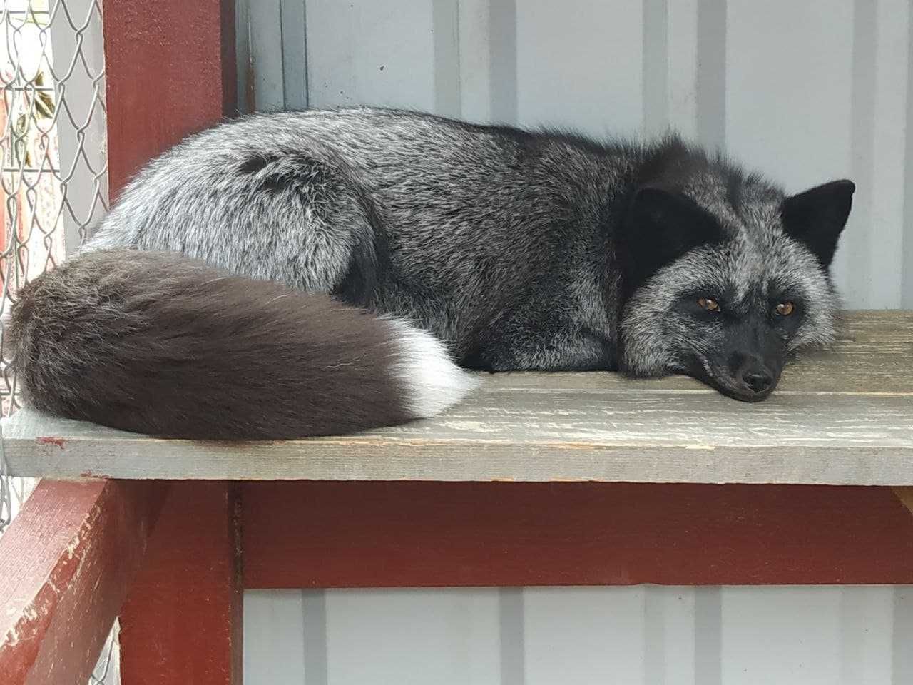 Чорно-срібляста лисиця від розплідника Fox Royal
