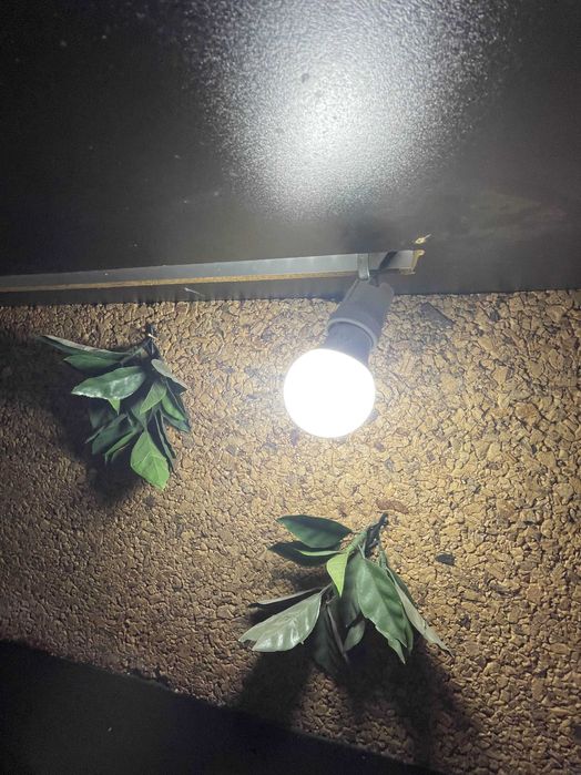 Terrarium 100x50 z oświetleniem – idealne dla agamy, gotowe do użycia