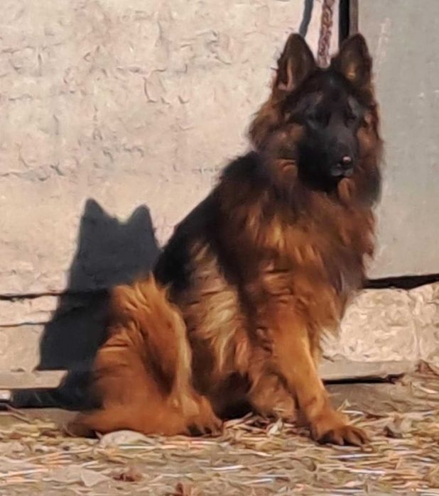 Owczarek Niemiecki Długowłosy m