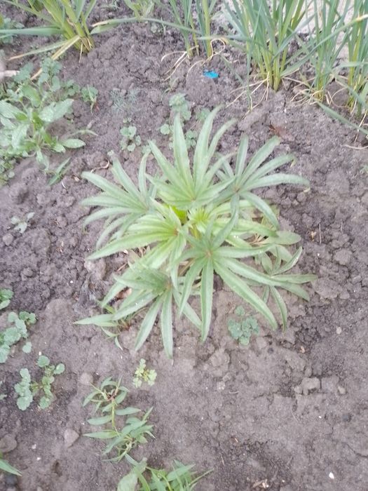 Продам надлишок морозника вонючого