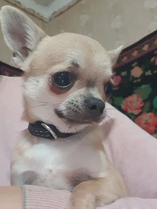 Мини мальчик чихуахуа гладкошерстный