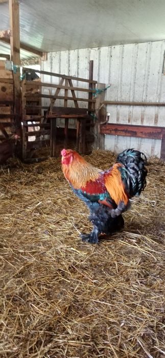 Galinhas Brahma grande porte puras