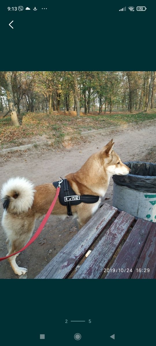 Бесплатно Вязка Западно Сибирская Лайка