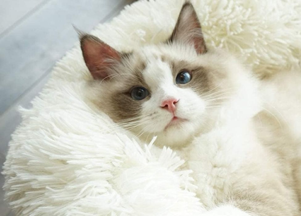 Legowisko dla kota lub psa