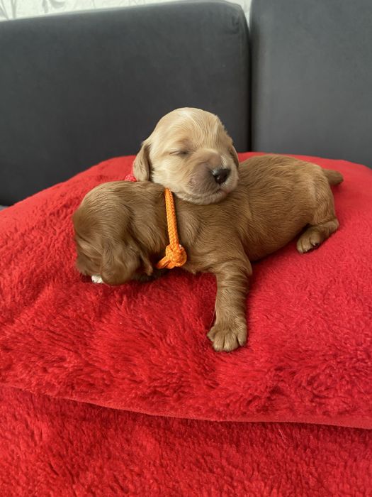 Cockapoo! Piekne maluszki!