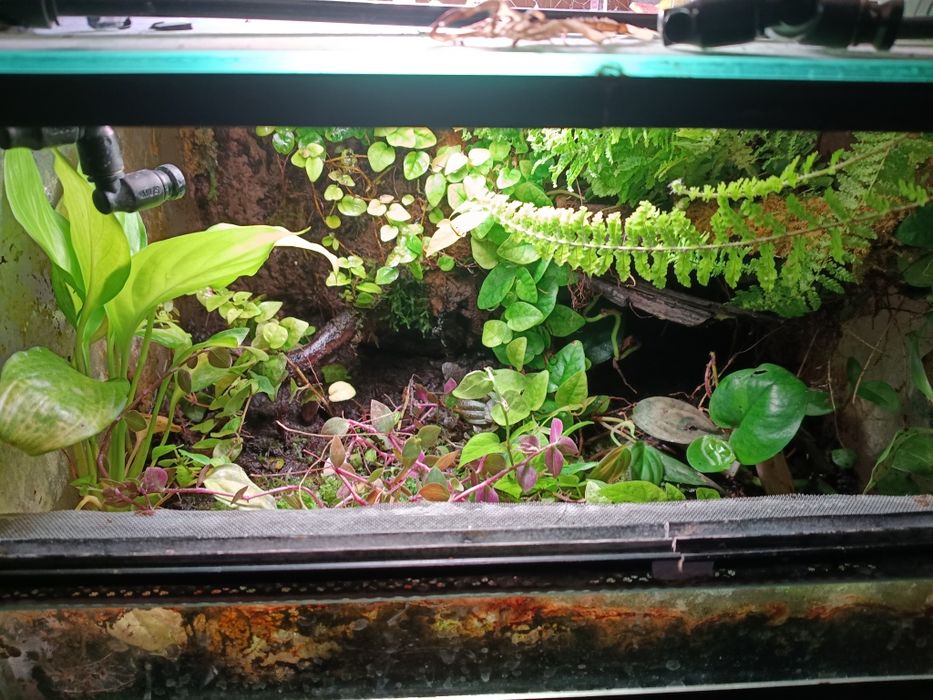 Komplet roślin  do terrarium