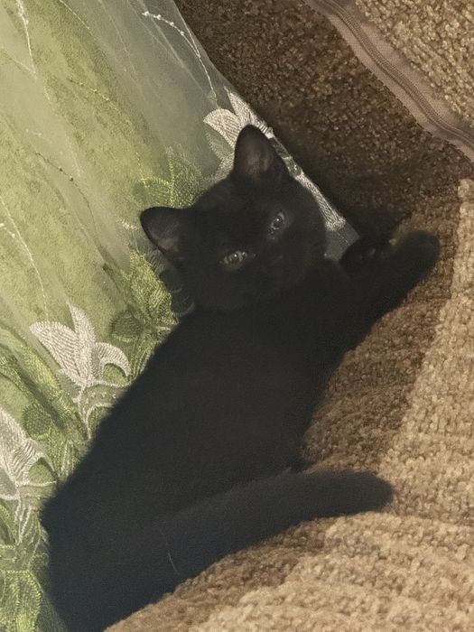 Шотландські кошенята