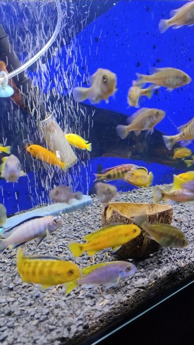 Ryby Pyszczaki Yellow Saulosi Rock Kribensis Acei inne