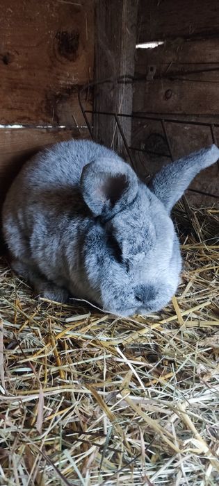 Króliki , samce rasy WJS, WN, WS.