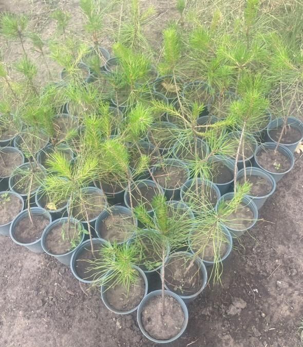 Сосна   звичайна