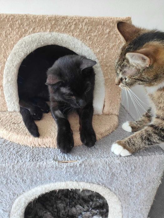Kostek kot do adopcji czarny cudowny slodziak fundacja schronisko