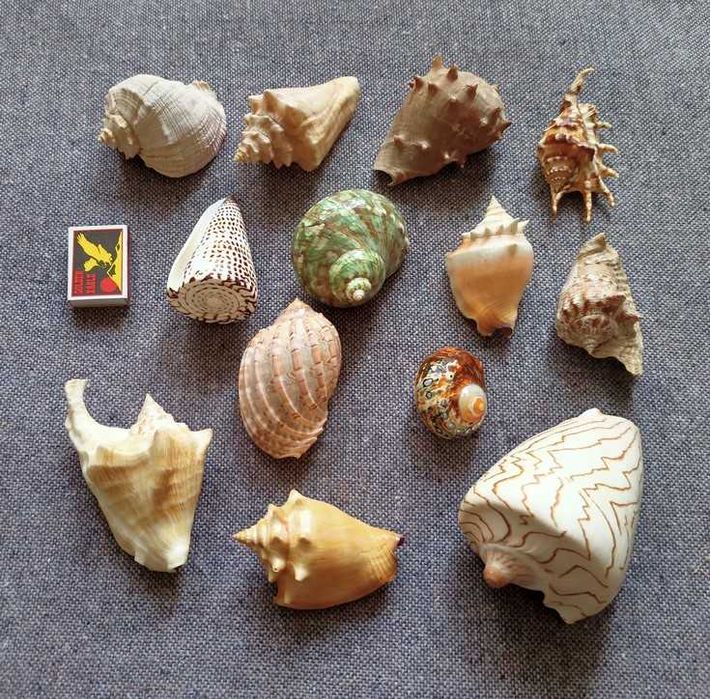 Ракушки 12 штук.